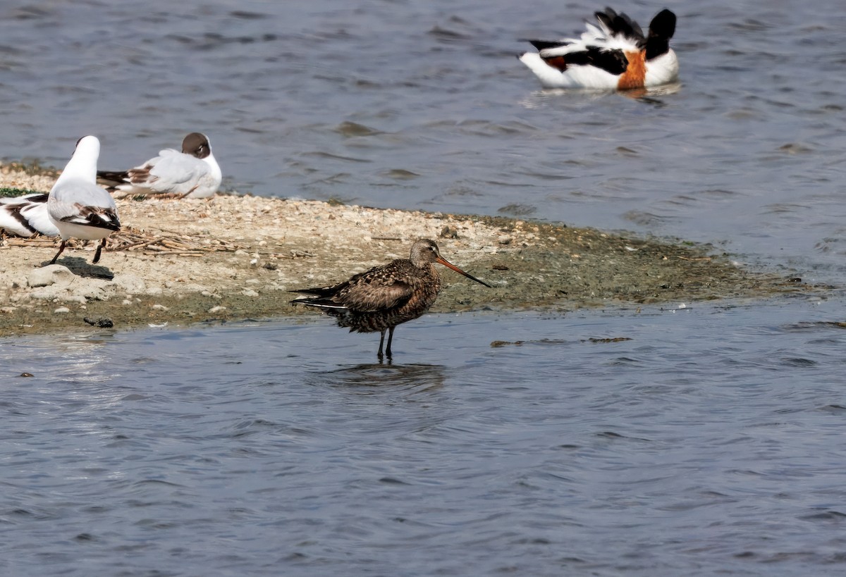 Hudsonian Godwit - ML644720373