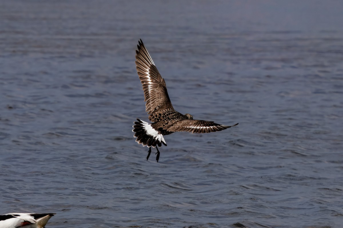 Hudsonian Godwit - ML644720374