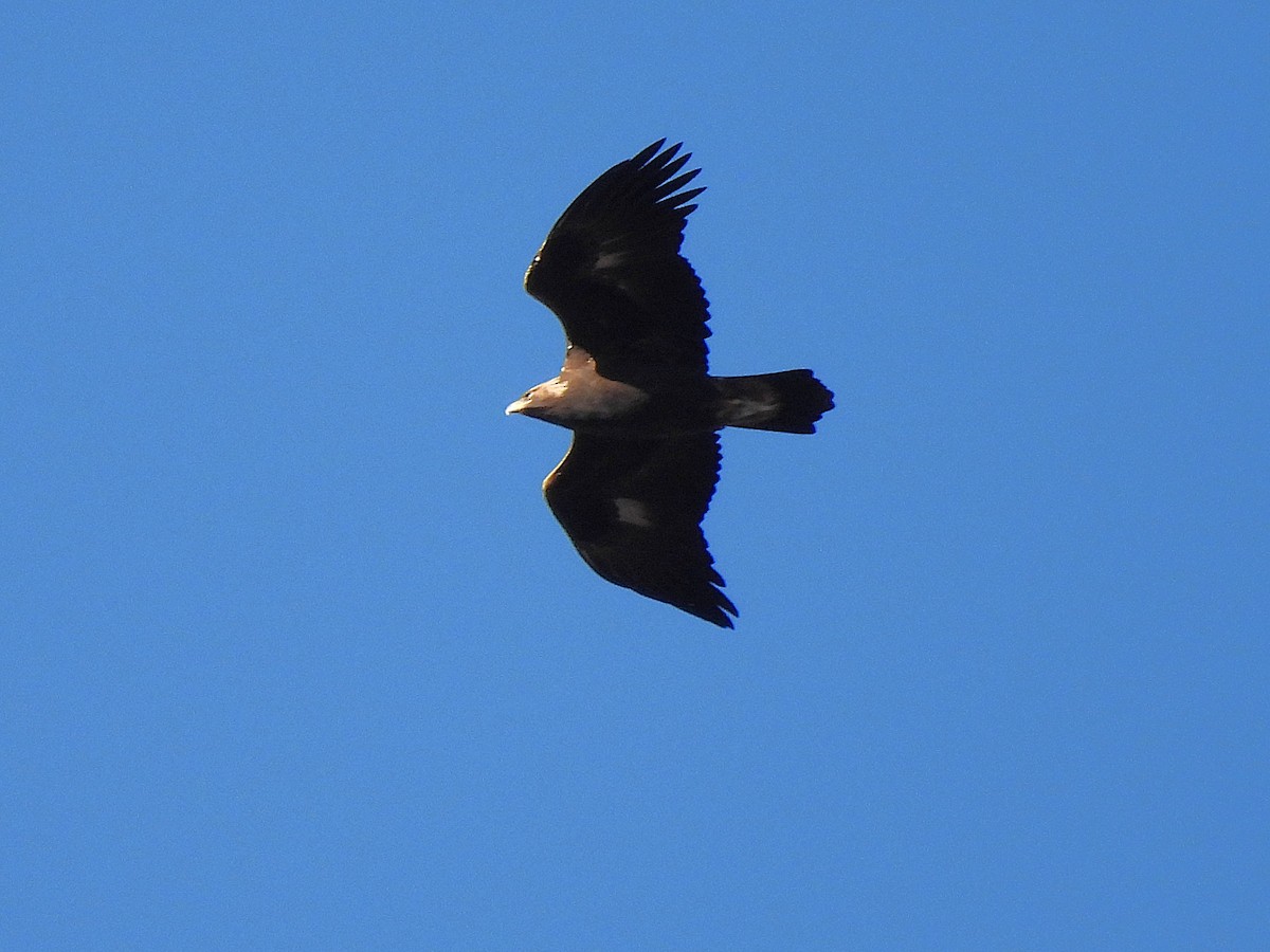 Steinadler - ML644720376