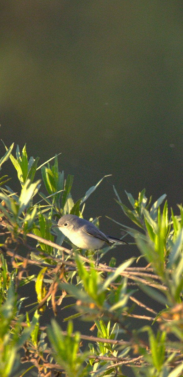 Голубая комароловка - ML644720387