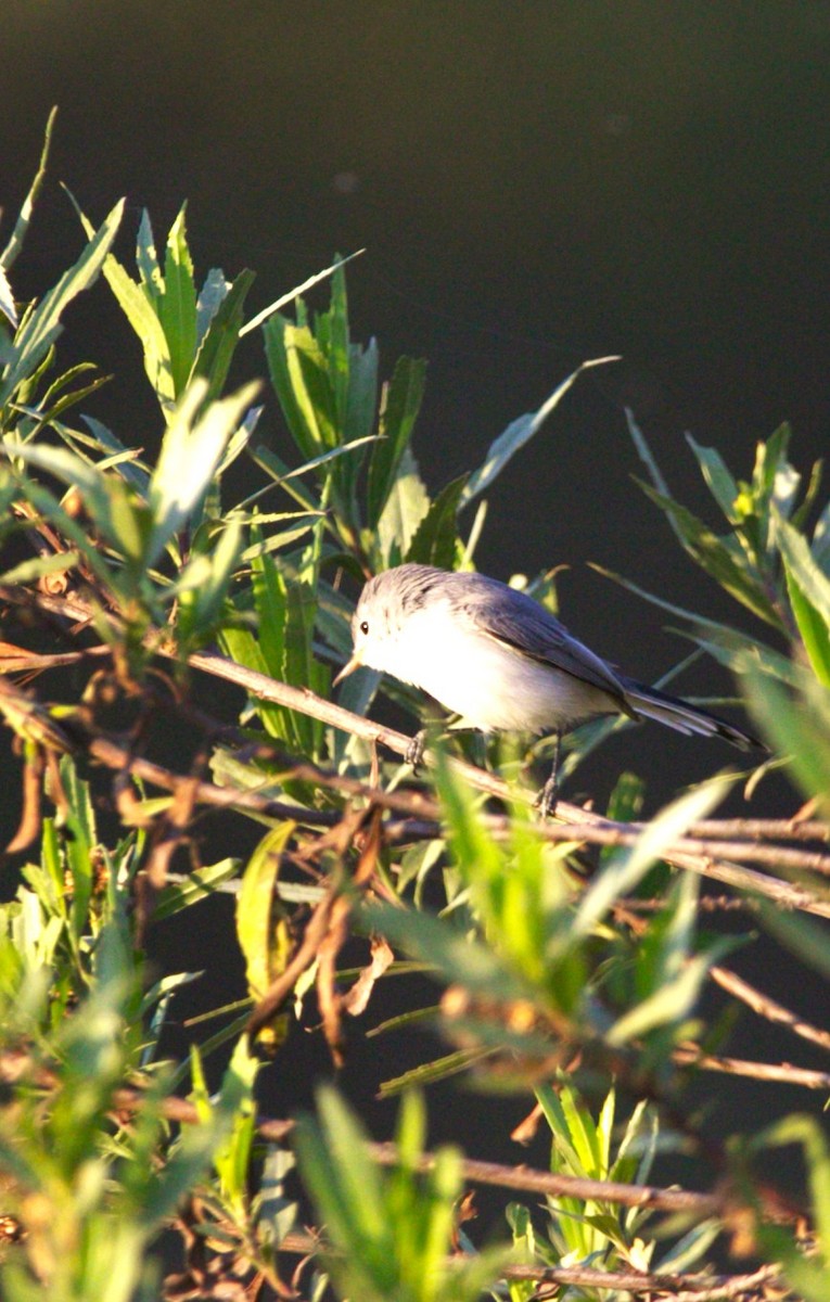 Голубая комароловка - ML644720388