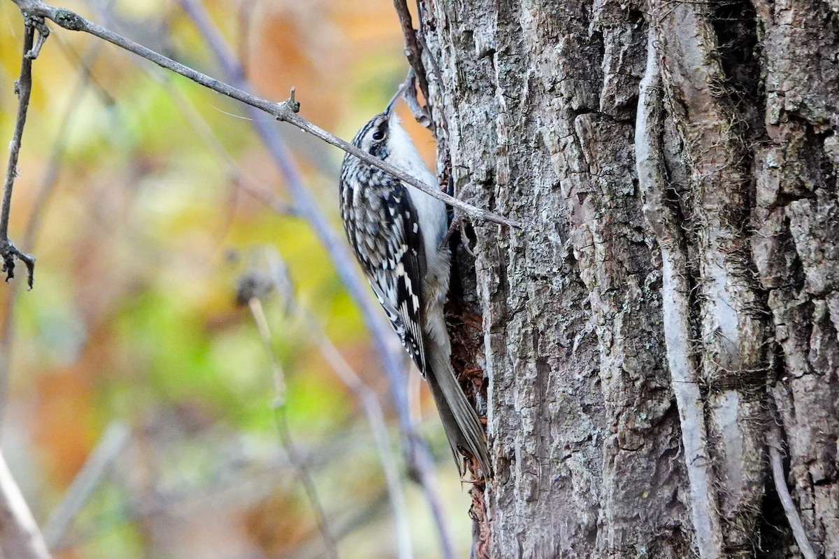 Brown Creeper - ML644720393