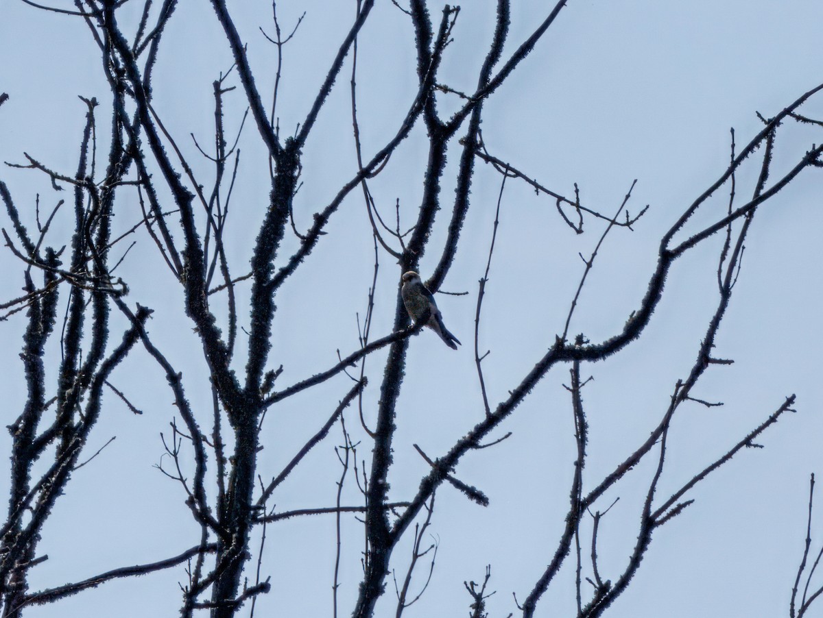 Red-footed Falcon - ML644720394