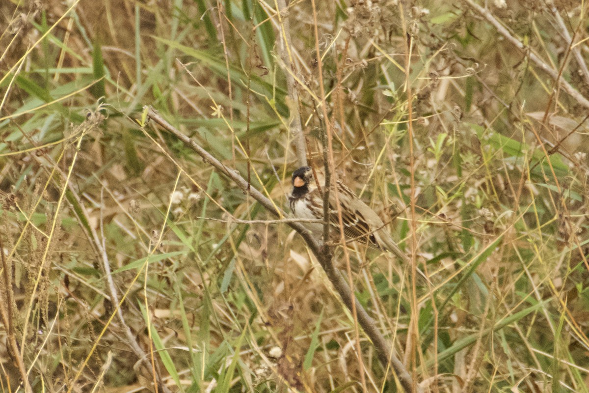 Harris's Sparrow - ML644720399