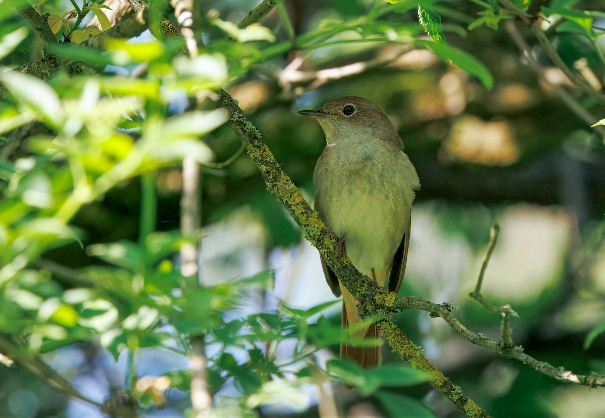 Common Nightingale - ML644720406