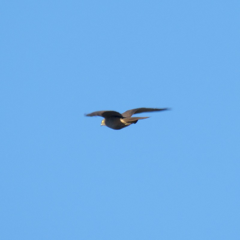 アカハラオオタカ - ML644720407