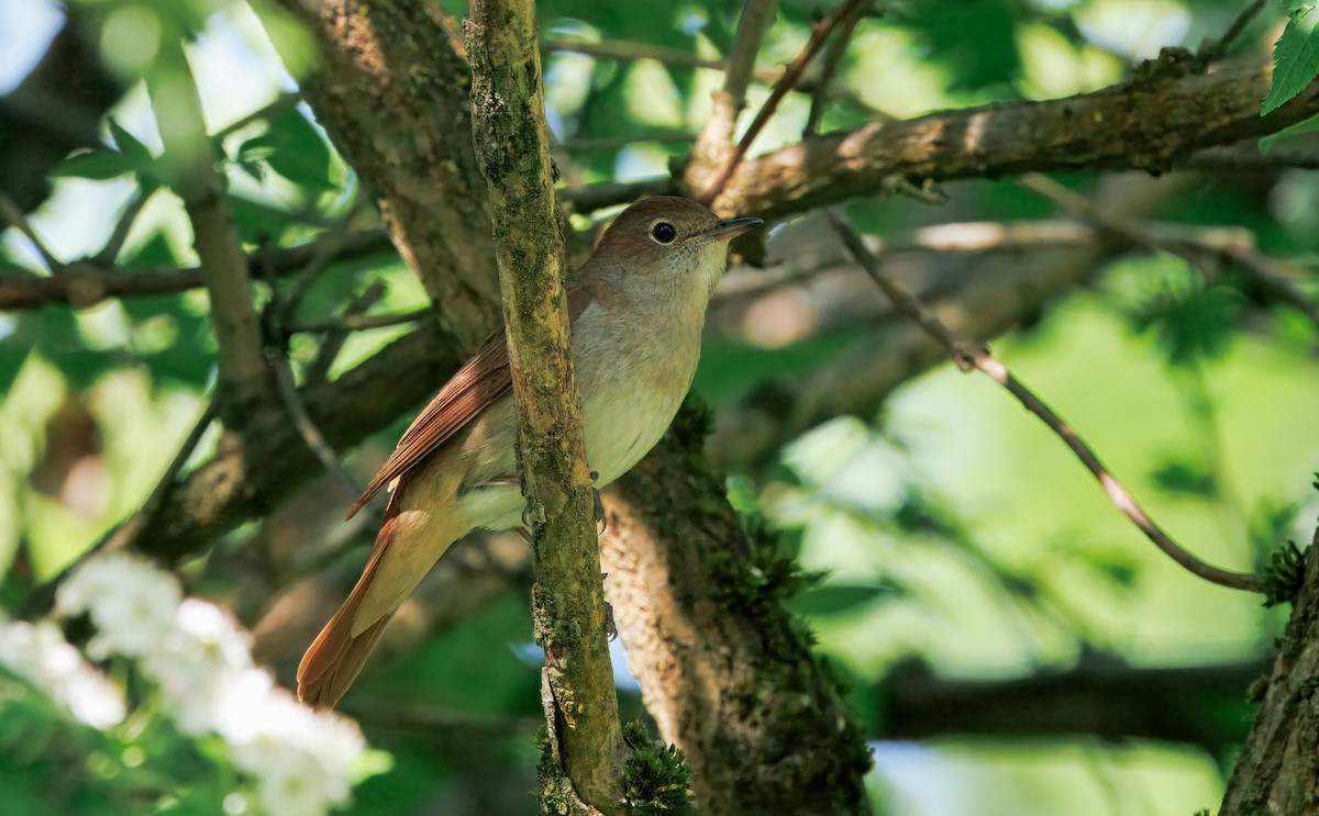 Common Nightingale - ML644720408