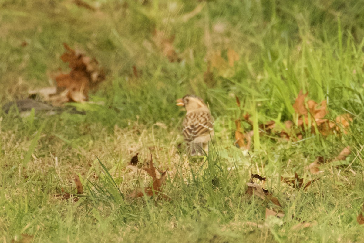 Harris's Sparrow - ML644720415