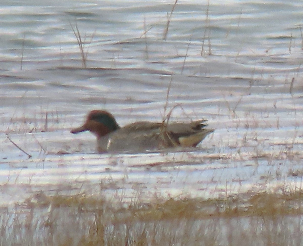 Green-winged Teal - ML644720419