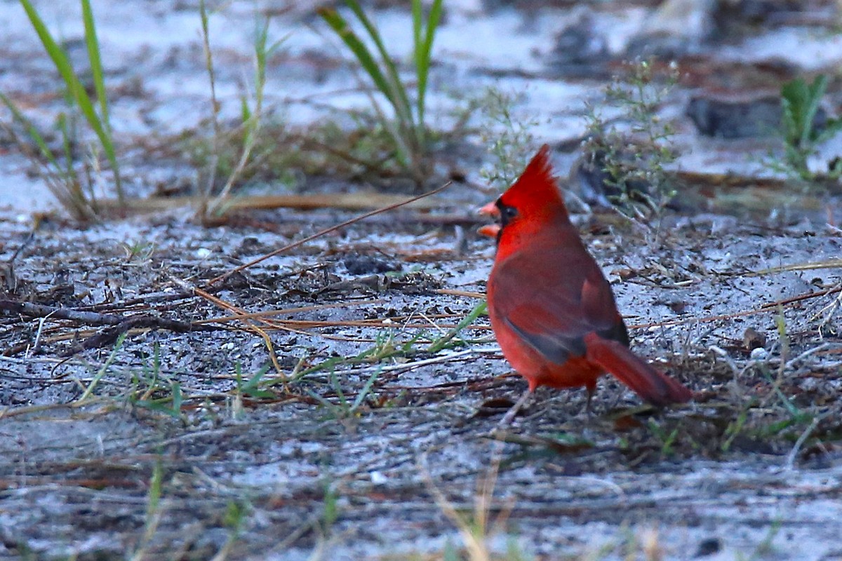 Красный кардинал - ML644720422