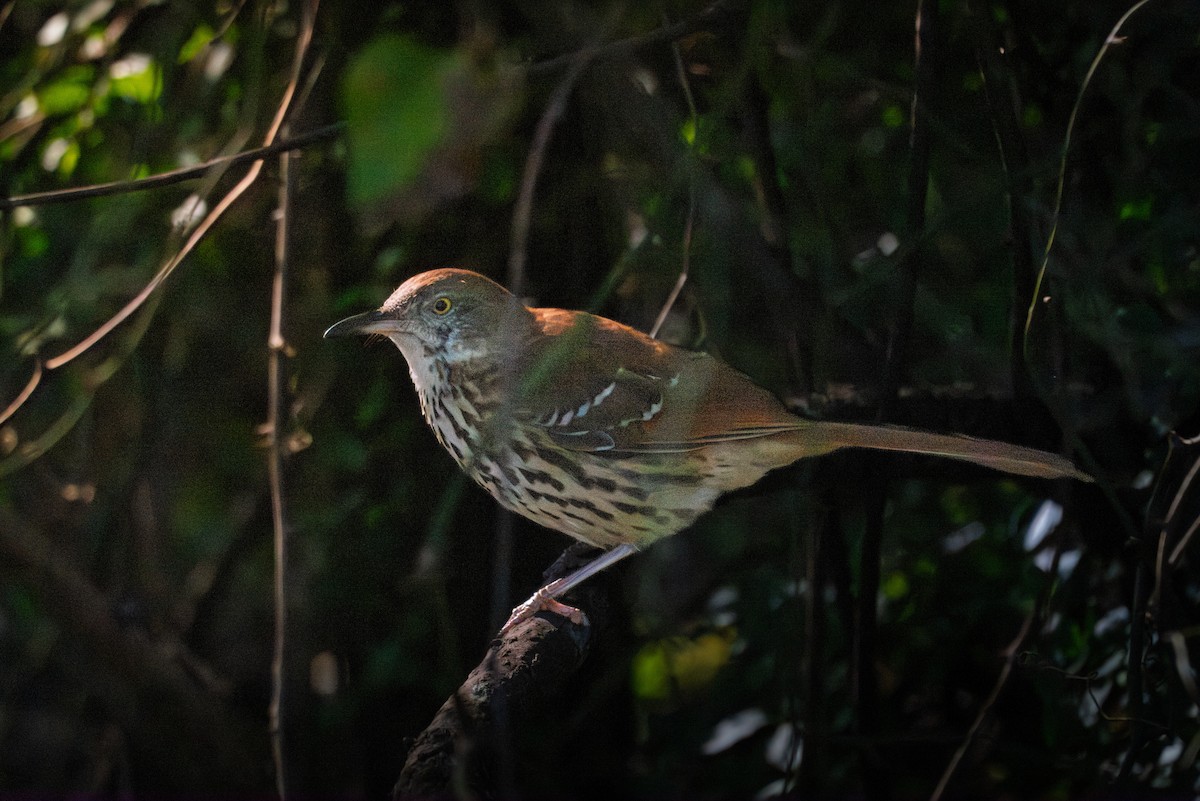 drozdec hnědý - ML644720428