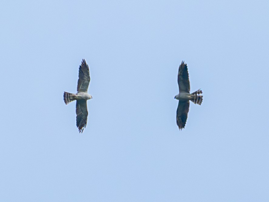 Mississippi Kite - ML644720430