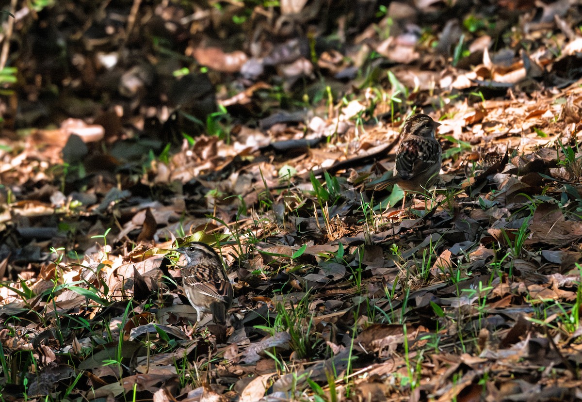 strnadec bělohrdlý - ML644720433