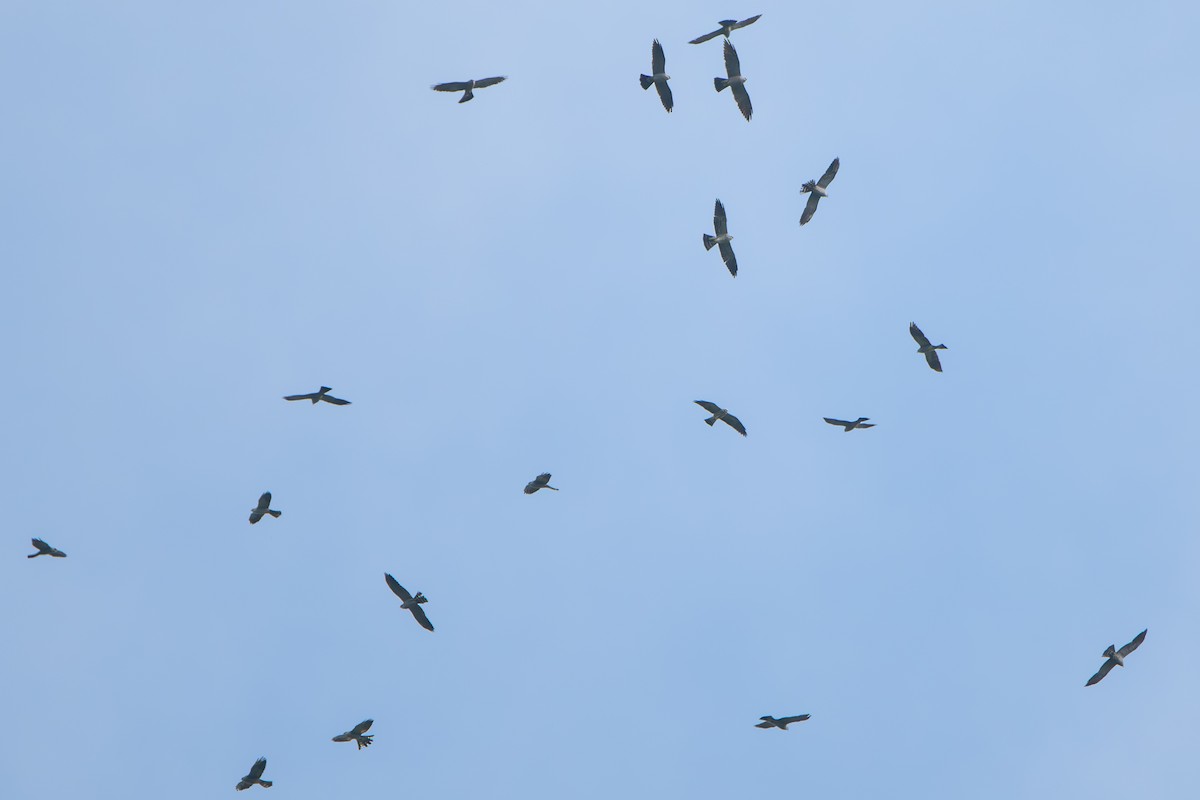 Mississippi Kite - ML644720435
