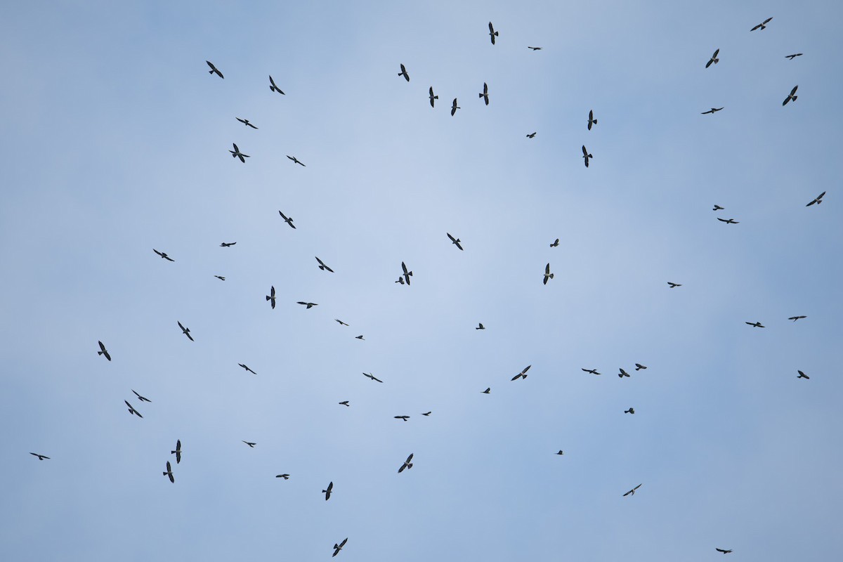 Mississippi Kite - ML644720437
