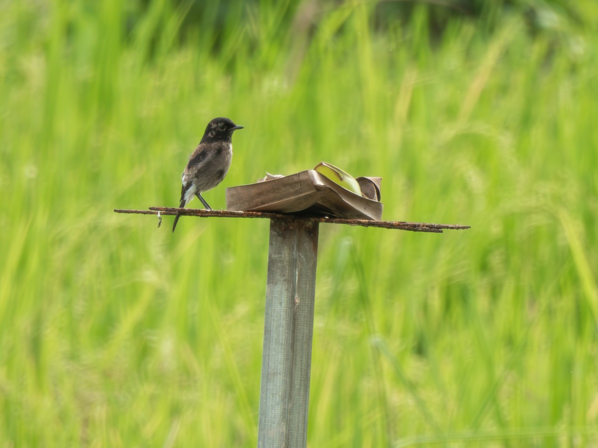 bramborníček černobílý - ML644720443