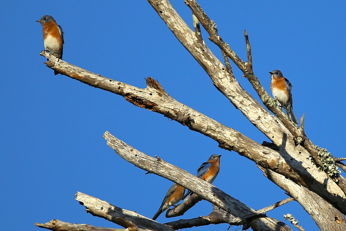 salašník modrý - ML644720444