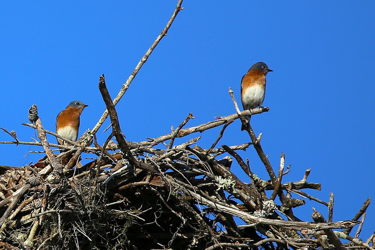 salašník modrý - ML644720445