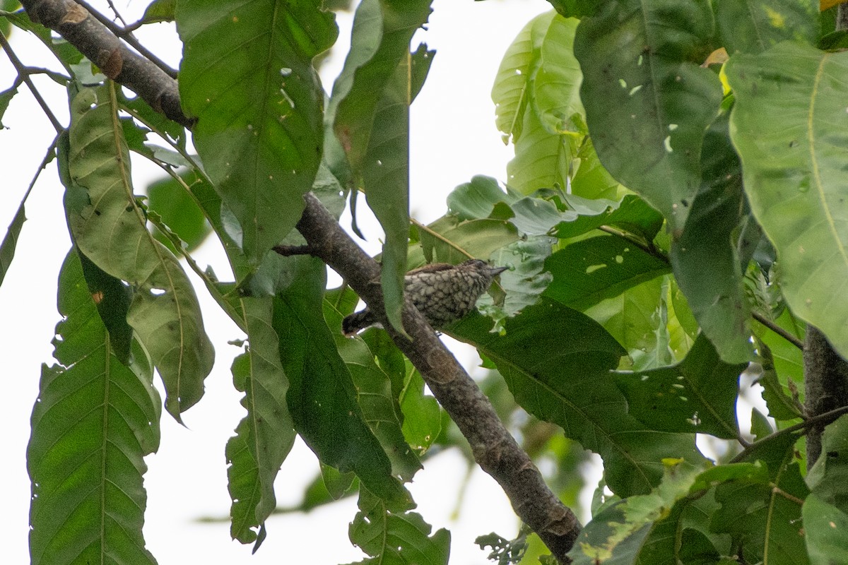 datlíček šupinatý - ML644720447