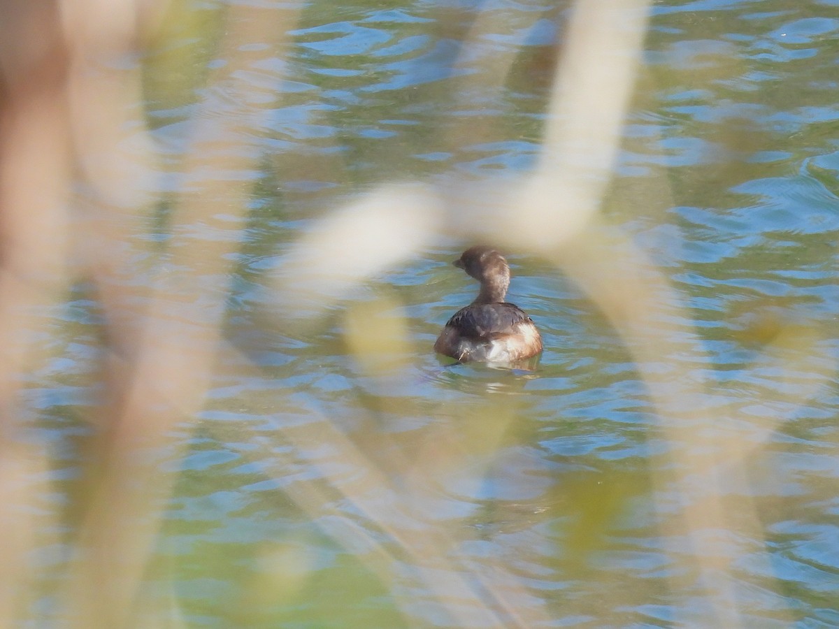 potápka americká - ML644720451