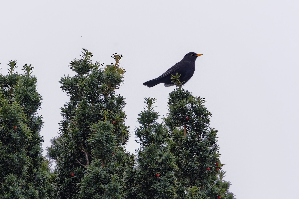 kos černý - ML644720452