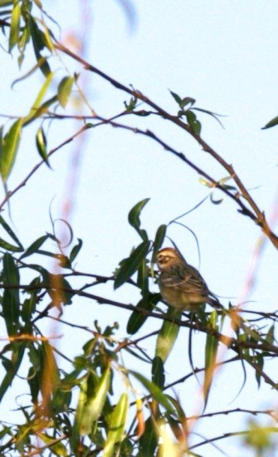 strnádka travní - ML644720453