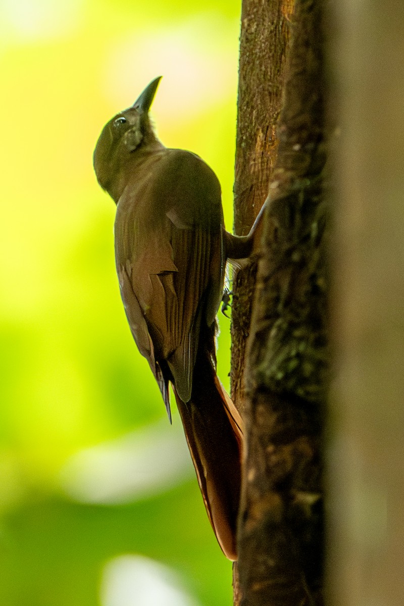 Plain-brown Woodcreeper - ML644720454