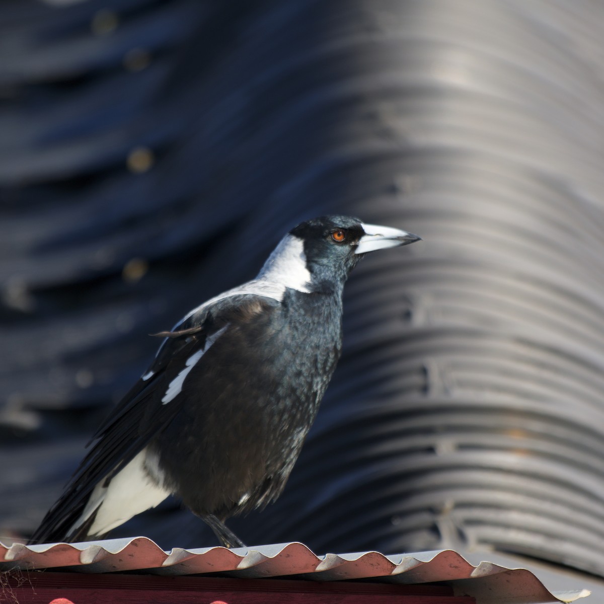 flétňák australský - ML644720456