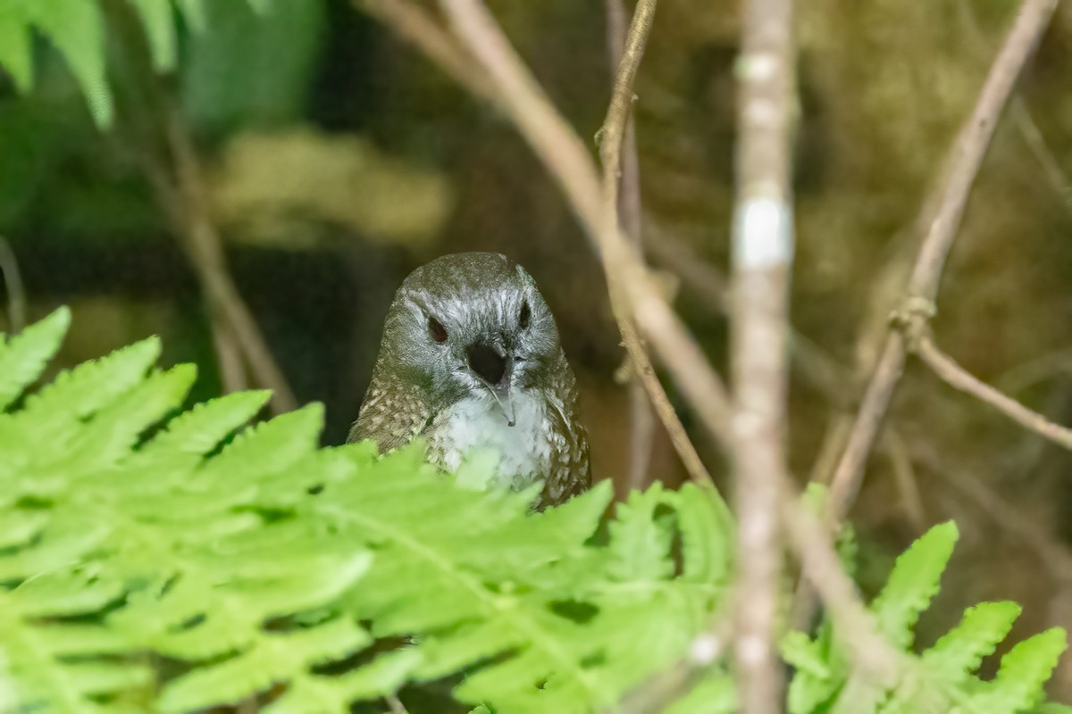 Naga Wren-Babbler - ML644720457