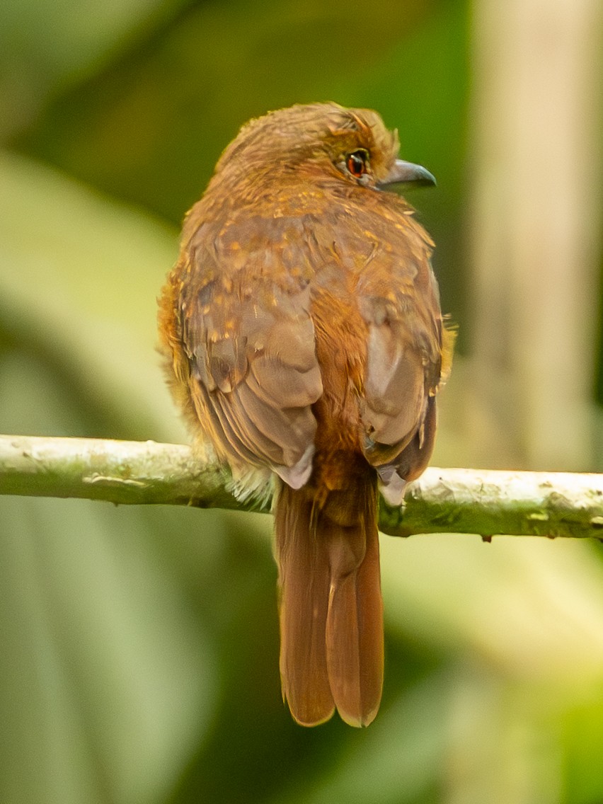 lenivka bělovousá - ML644720460