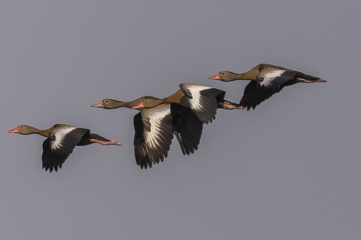 husička černobřichá - ML644720461