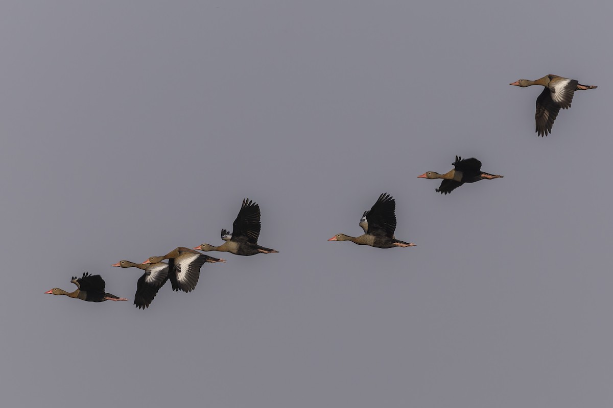 husička černobřichá - ML644720462