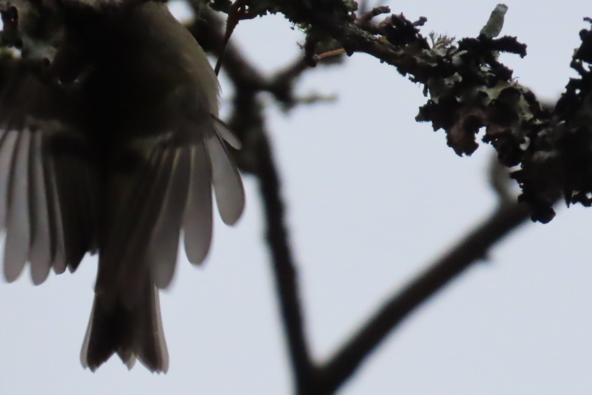 králíček zlatohlavý - ML644720463