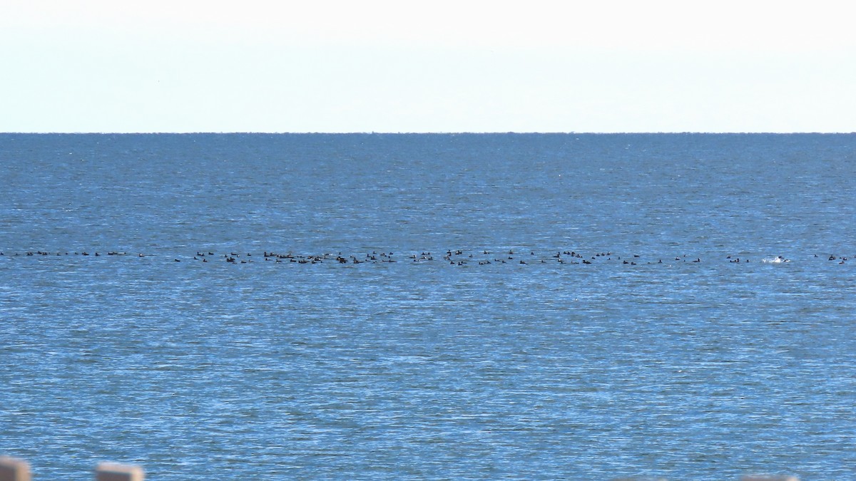 turpan sp. - ML644720468