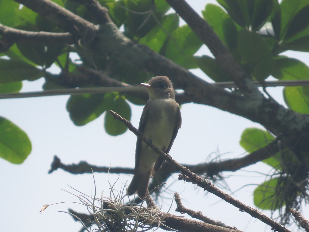 pewee sp. (Contopus sp.) - ML644720470