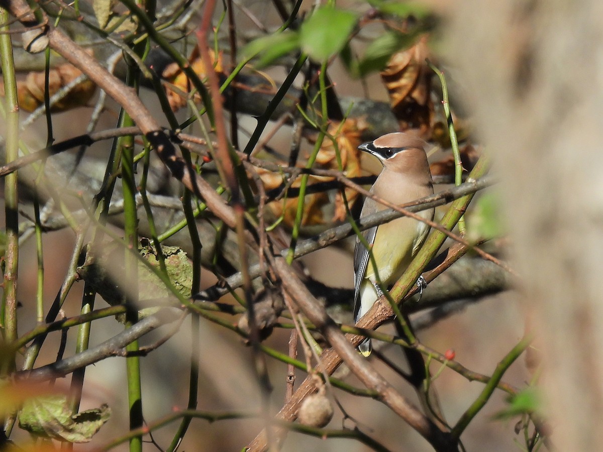 brkoslav americký - ML644720471