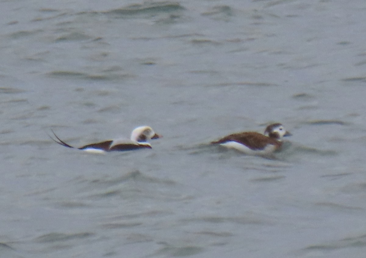 Long-tailed Duck - ML644720479