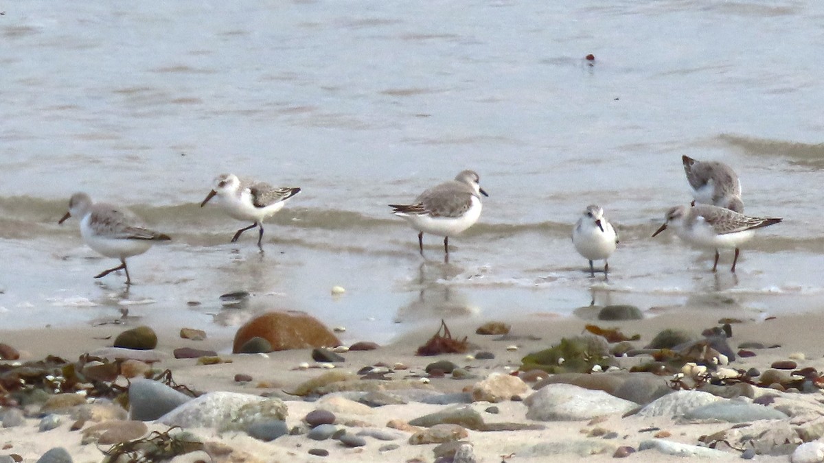 Sanderling - ML644720496