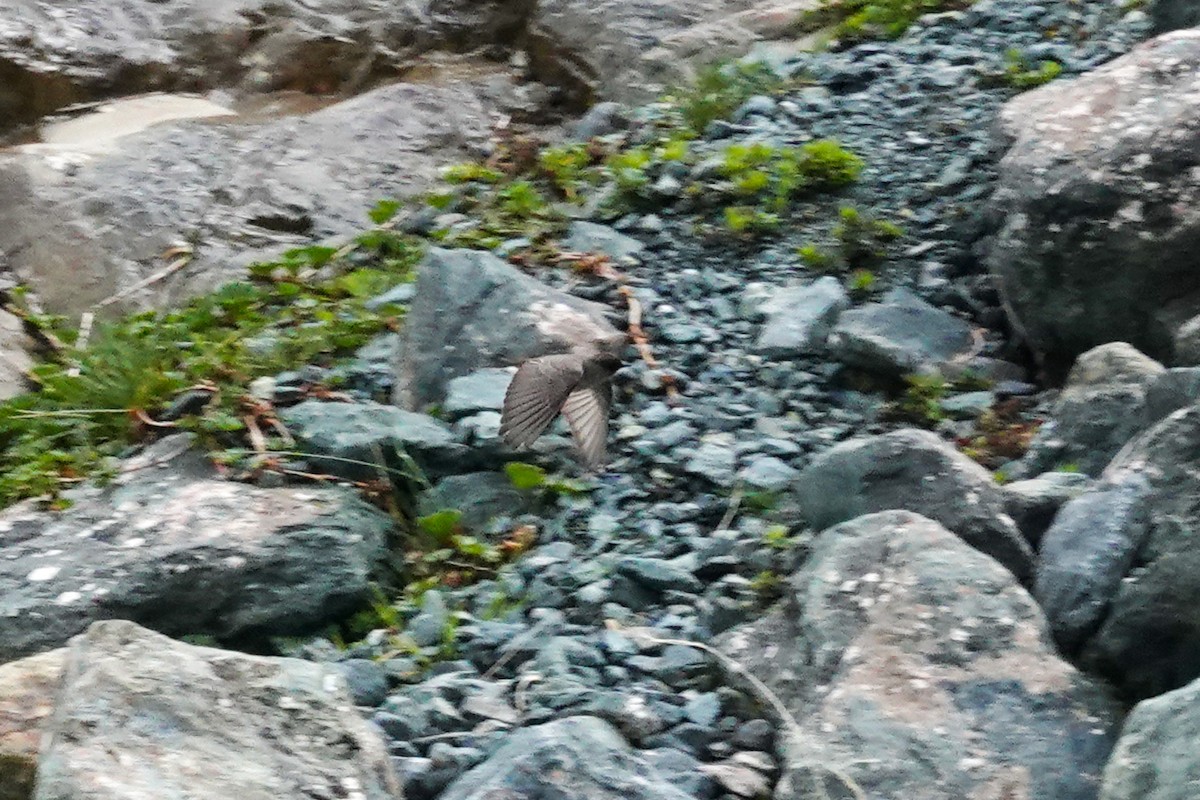 Dormilon bistré - ML644720499