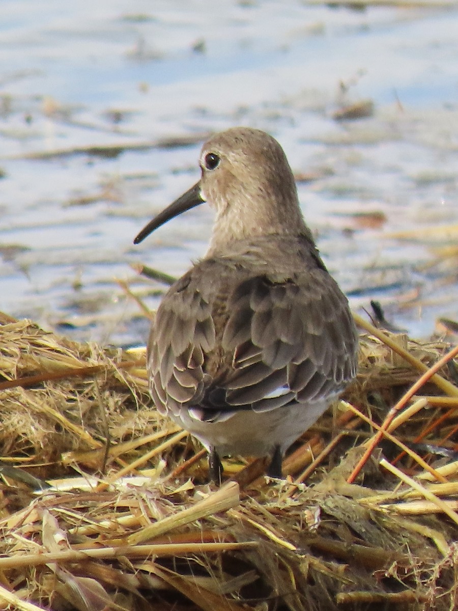 Dunlin - ML644720502