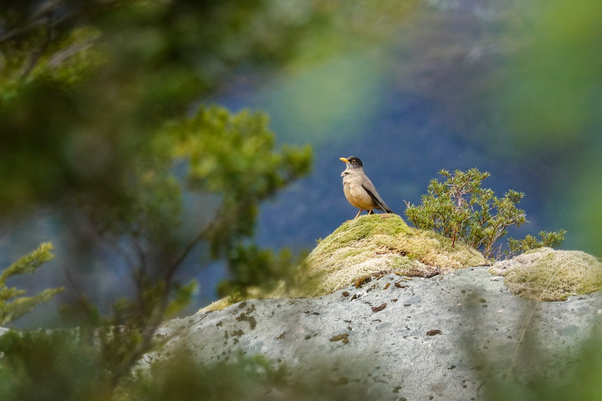 Merle austral - ML644720505