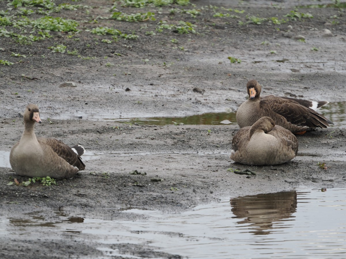 Greater White-fronted Goose - ML644720506