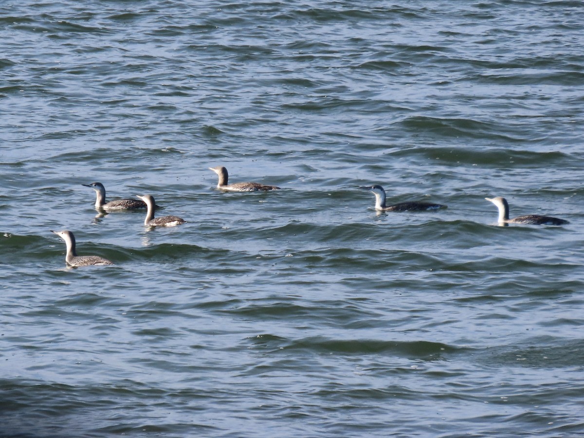 Plongeon catmarin - ML644720507