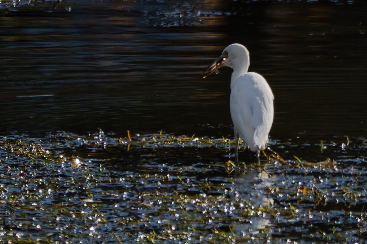 Aigrette bleue - ML644720508