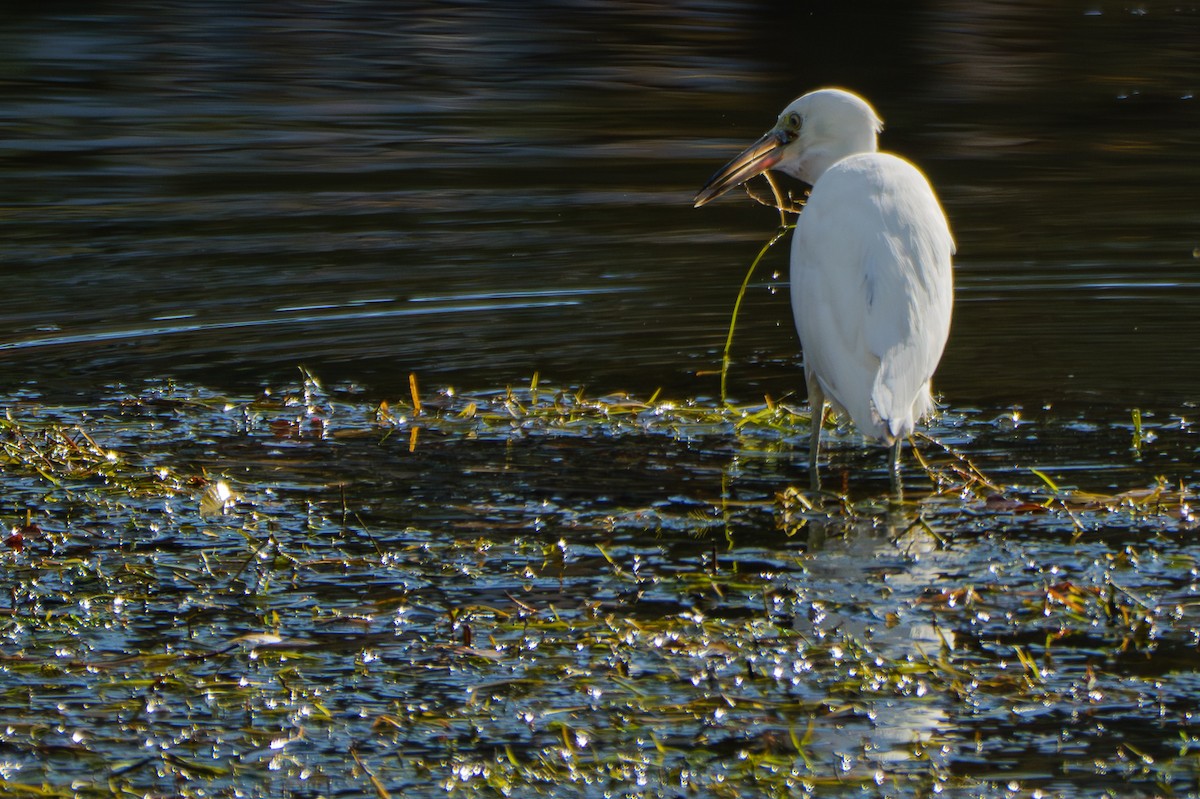 Aigrette bleue - ML644720509