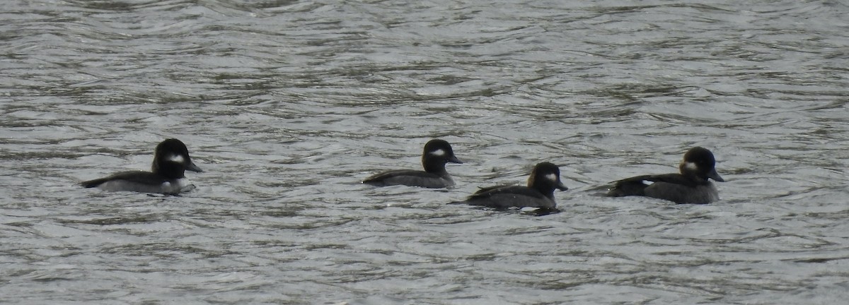 Petit Garrot - ML644720510