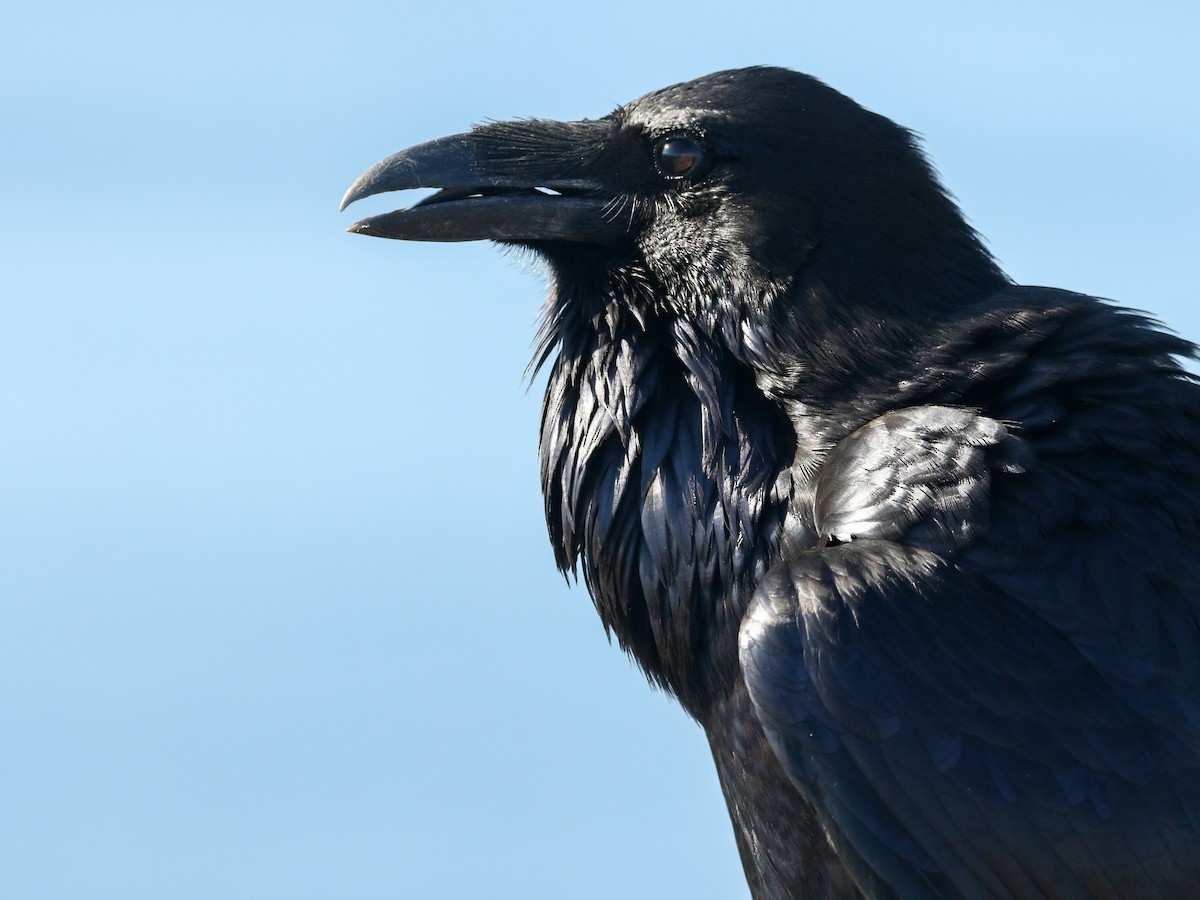 Grand Corbeau - ML644720512