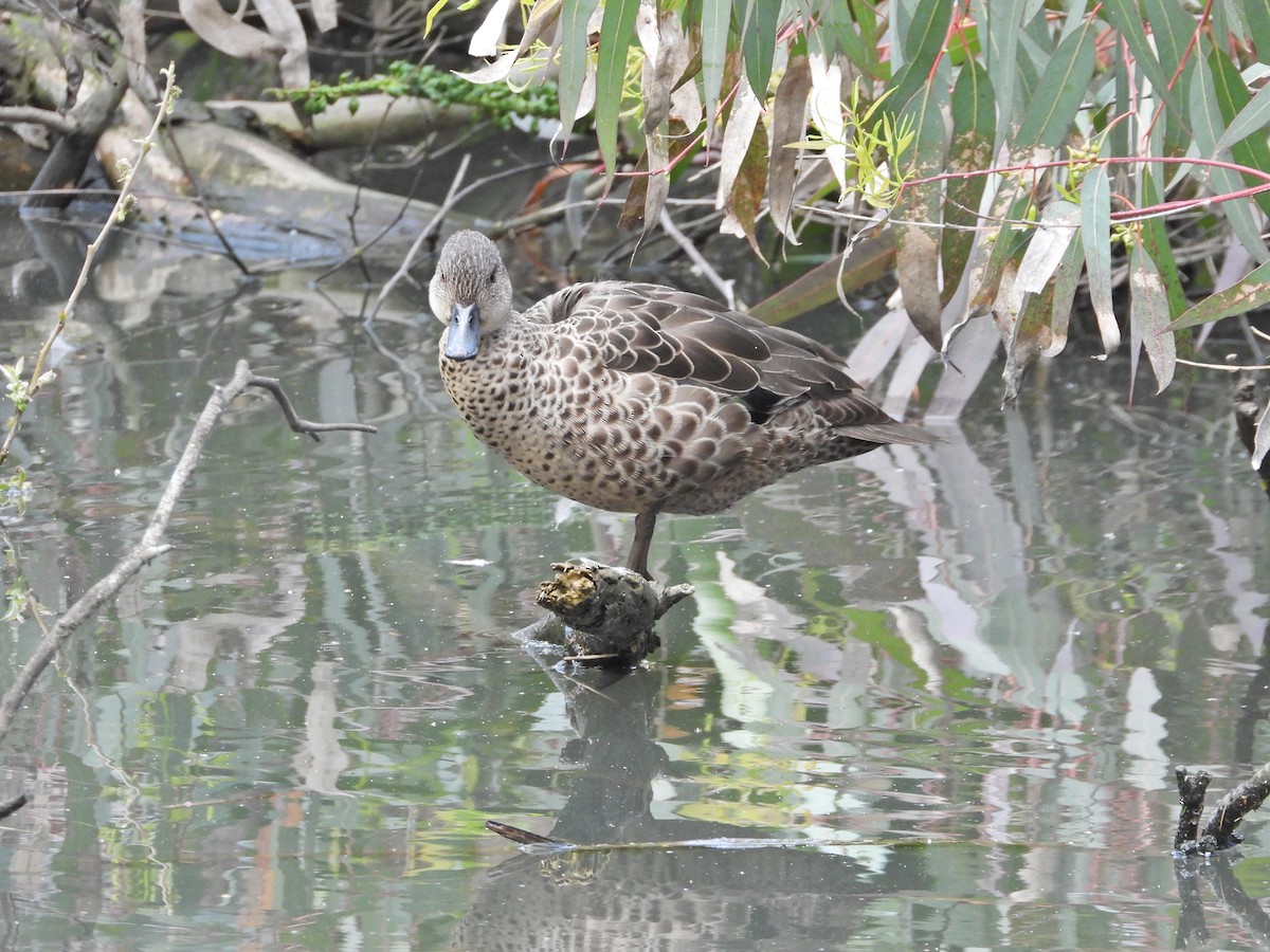 Sarcelle australasienne - ML644720513