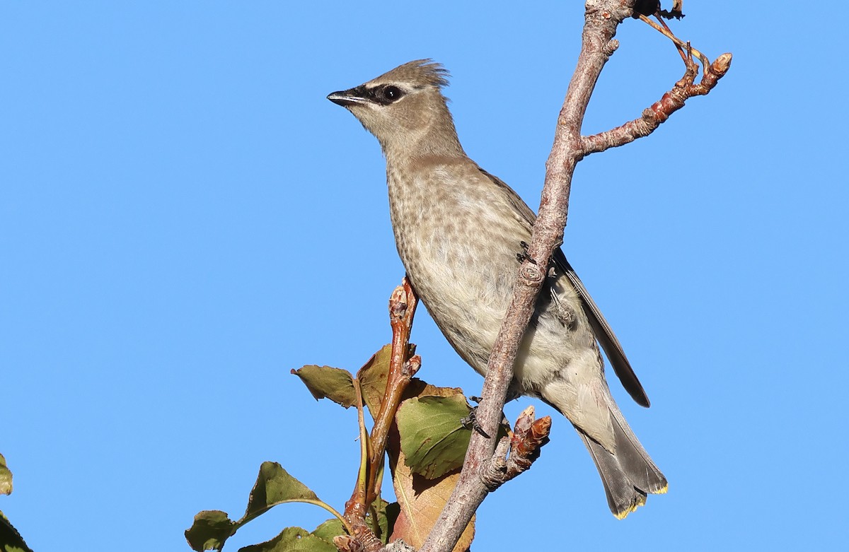 Jaseur d'Amérique - ML644720516