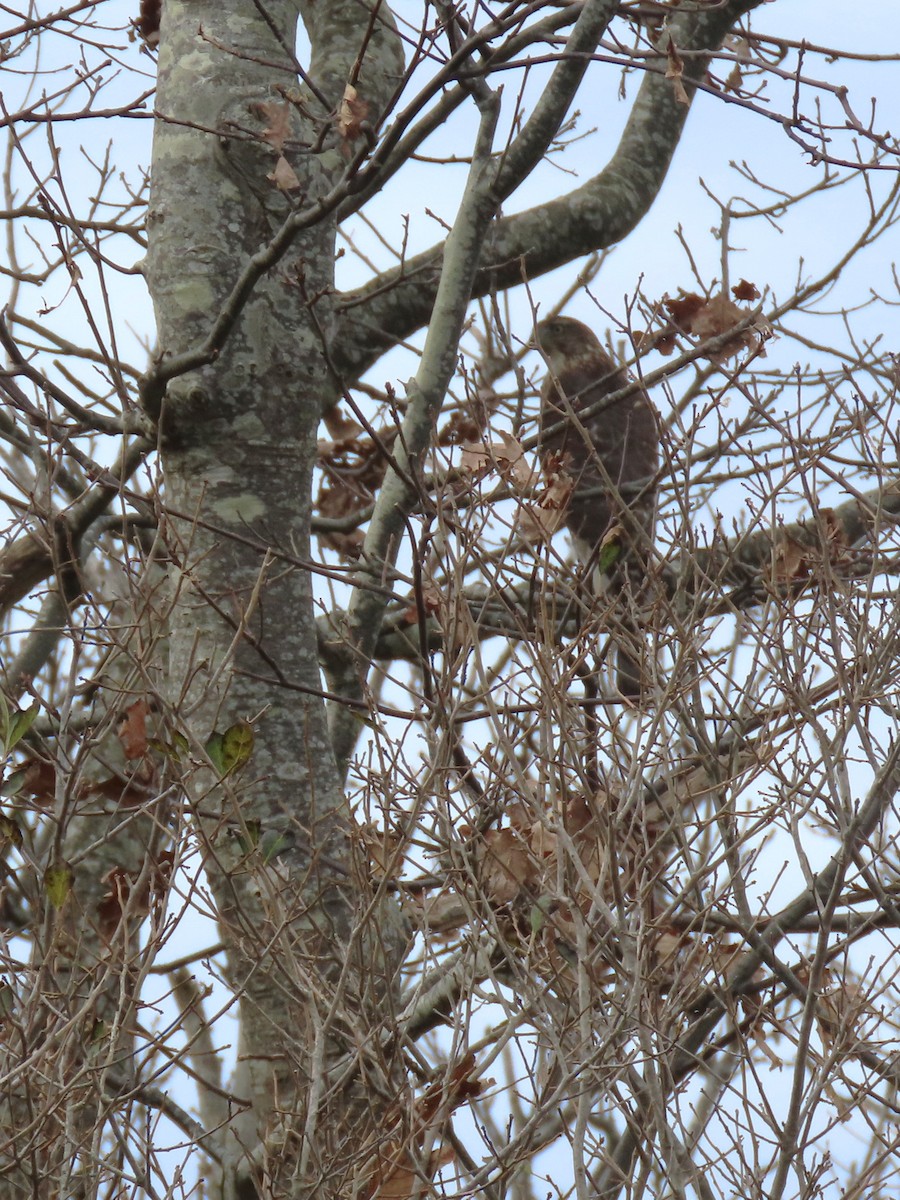 Épervier de Cooper - ML644720517
